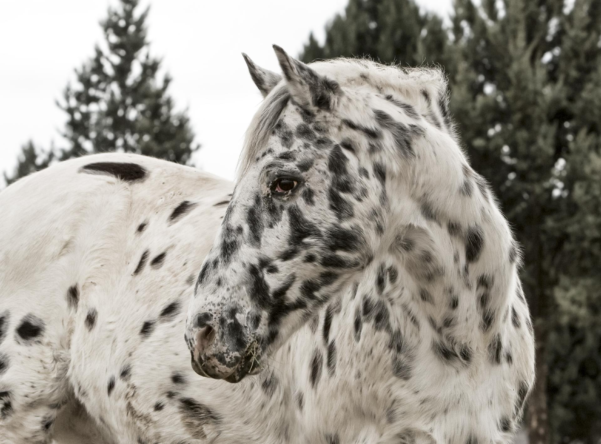 Appaloosa Horse