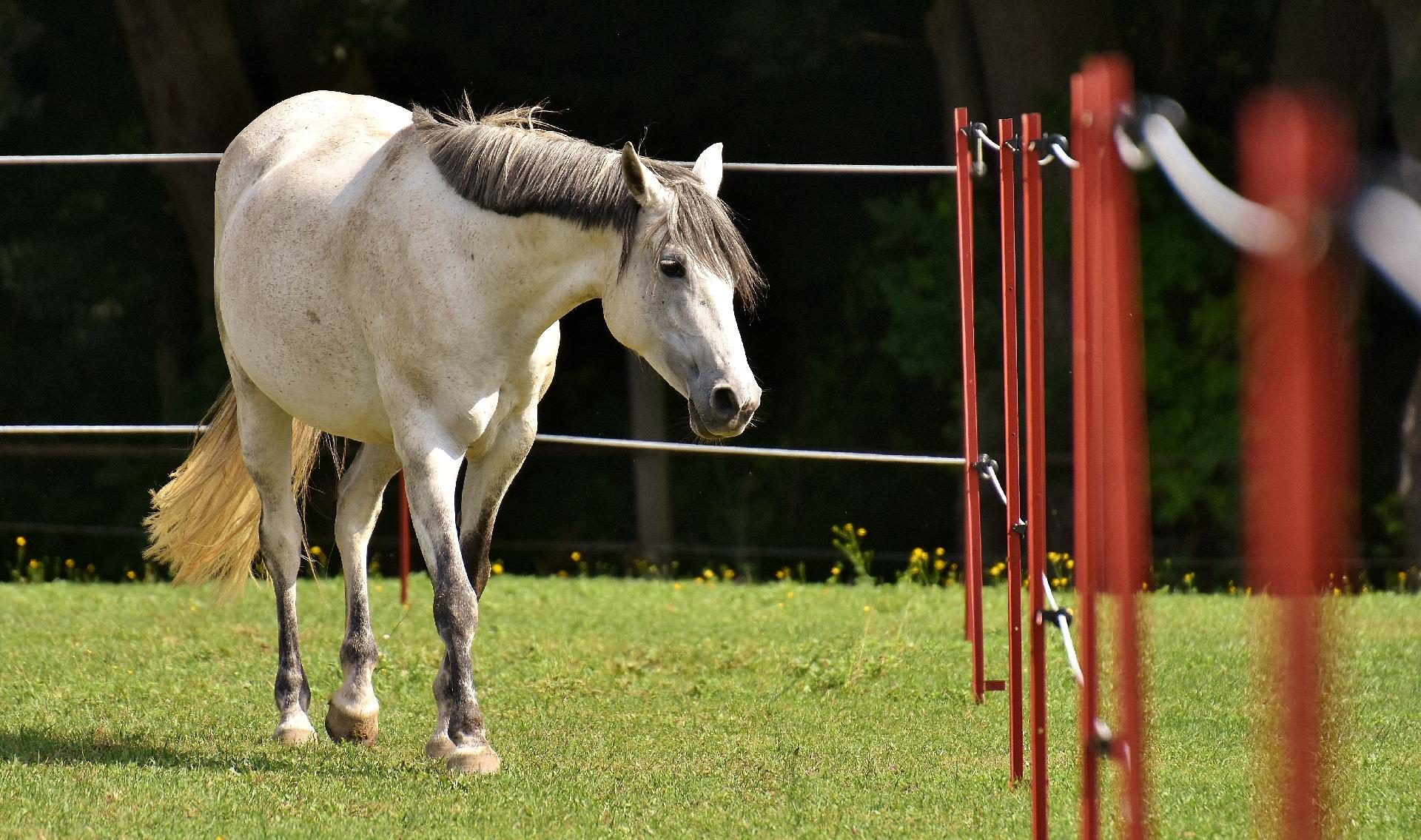 Arabian Horse