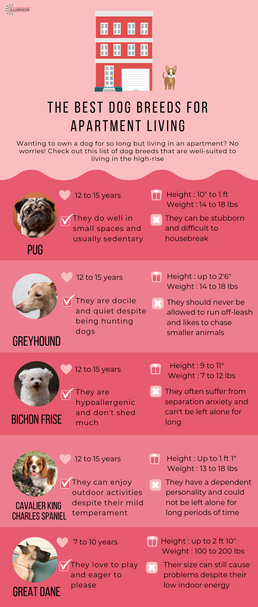 best-dog-breeds-for-apartment living