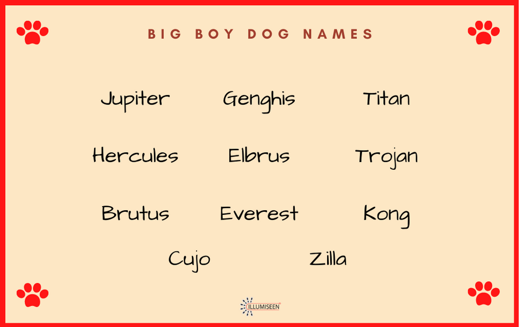 Best Boy Dog Names For Your New Pup Illumiseen