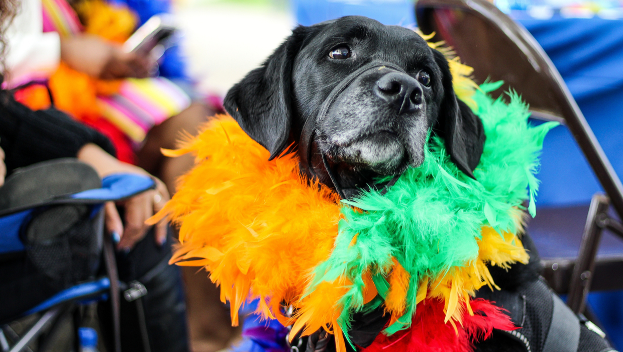 Doggy Costume