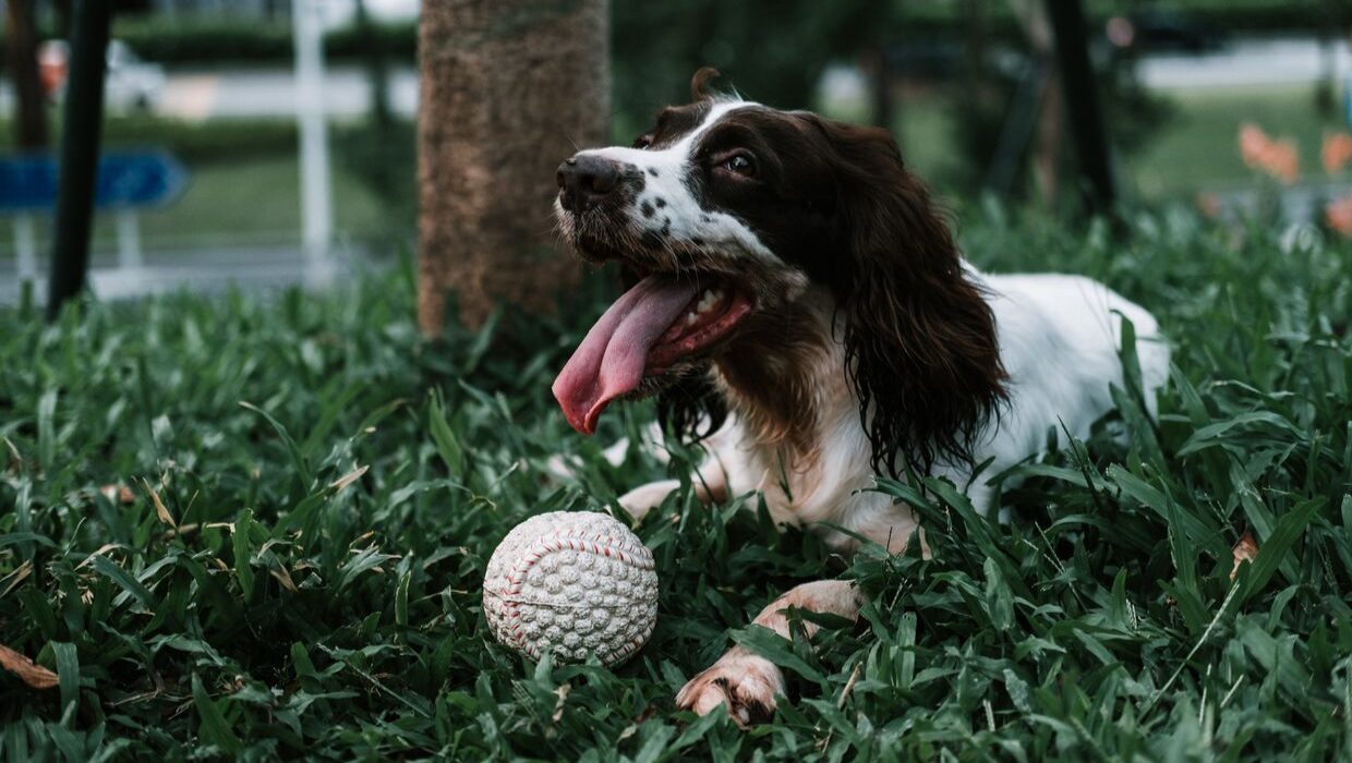 Dog playing with a ball