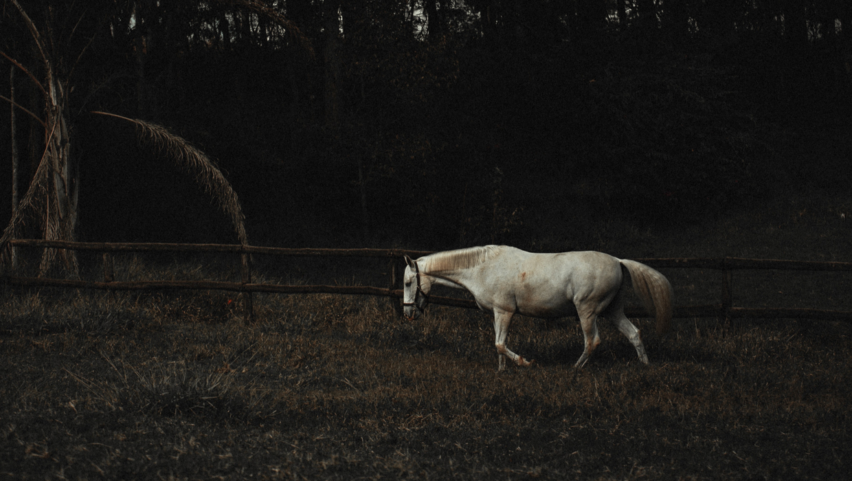 Horse in the night