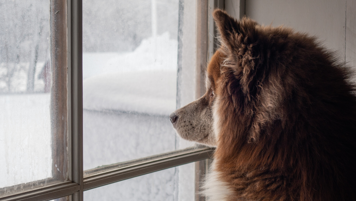 Dog looking through the window