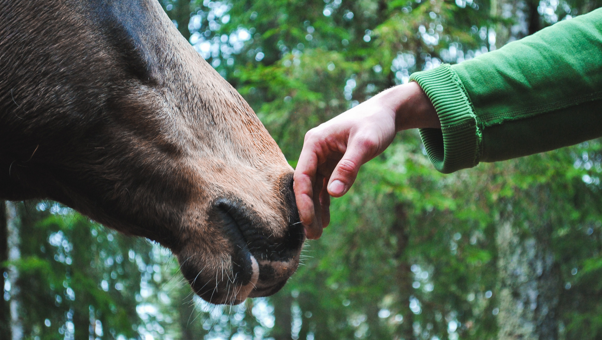 Horse and owner relationship