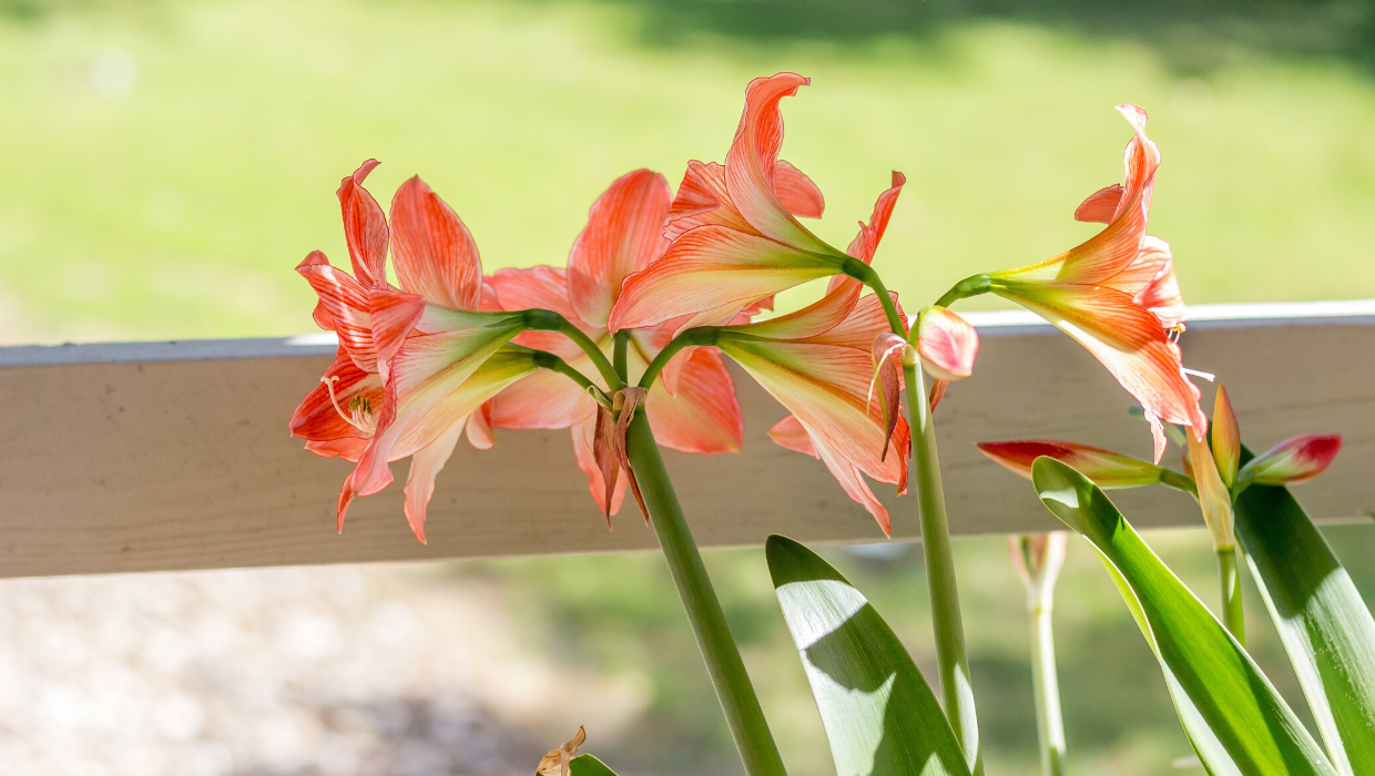 Amaryllis