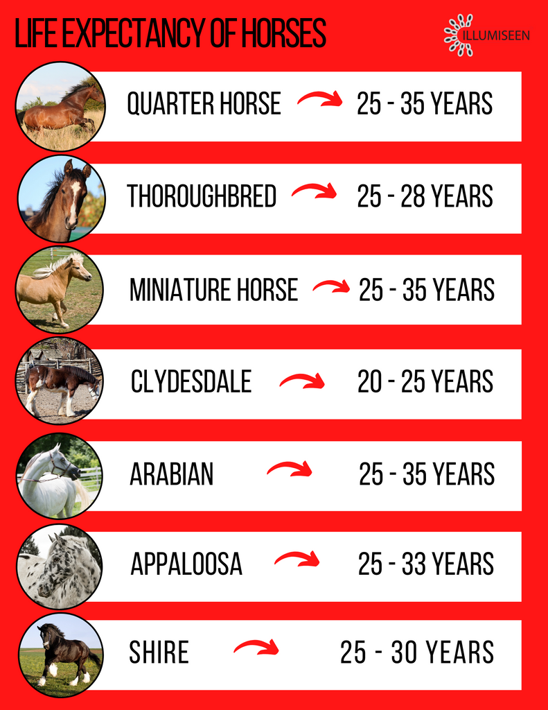 Horse Life Expectancy
