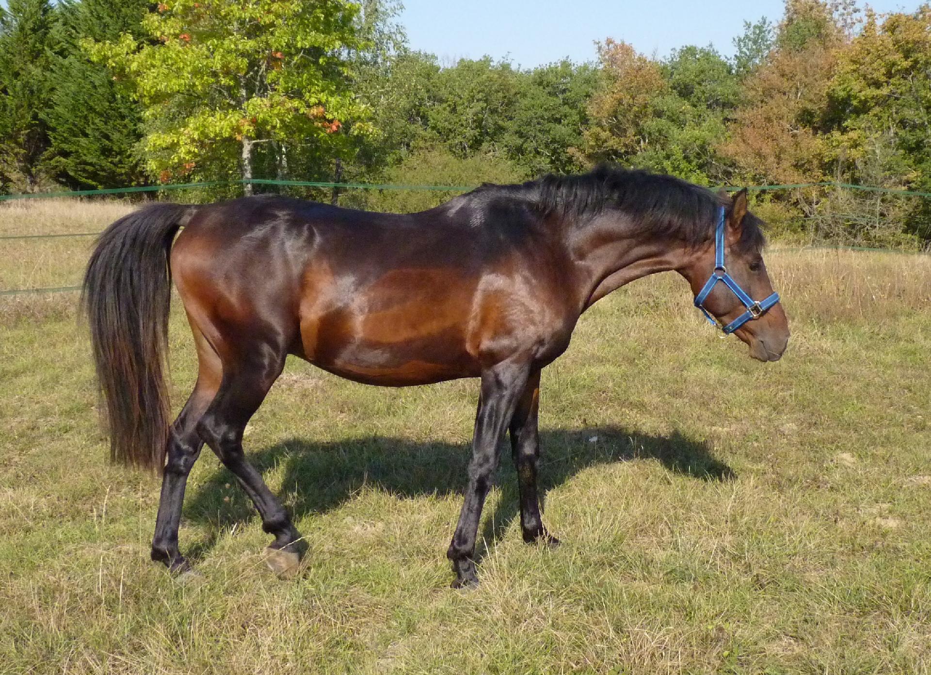 Standardbred