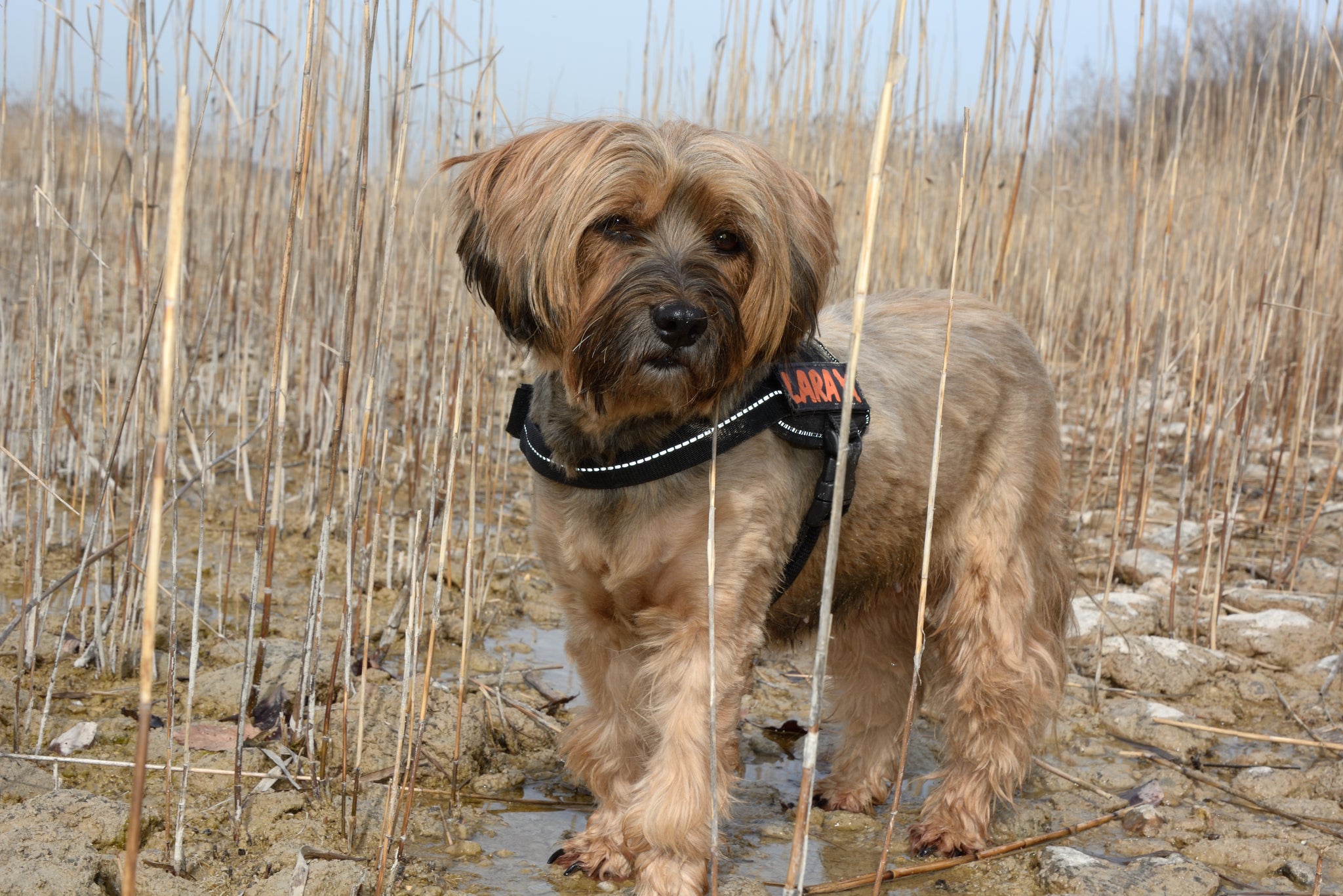 Tibetan Terrier