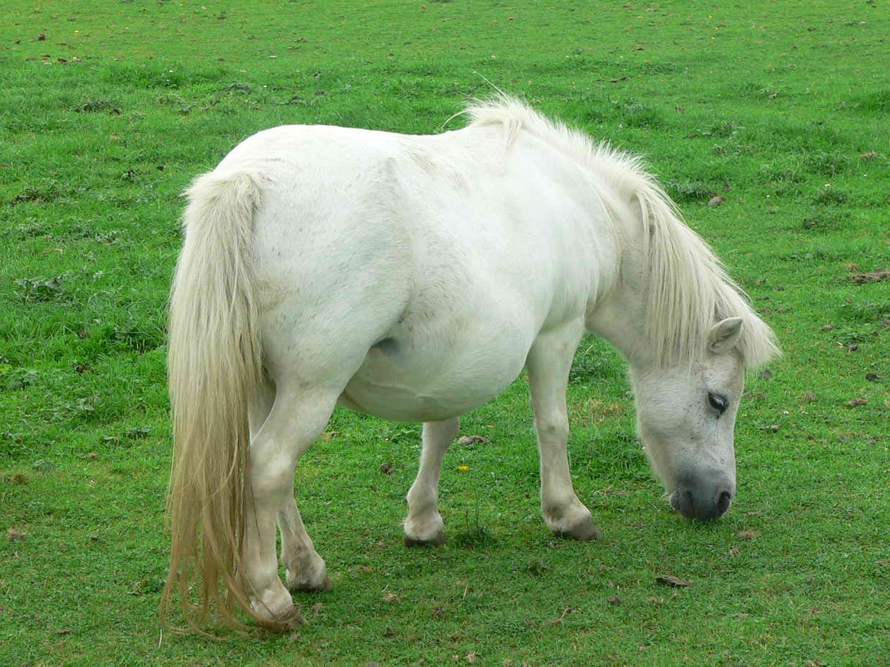 fattest horse in the world