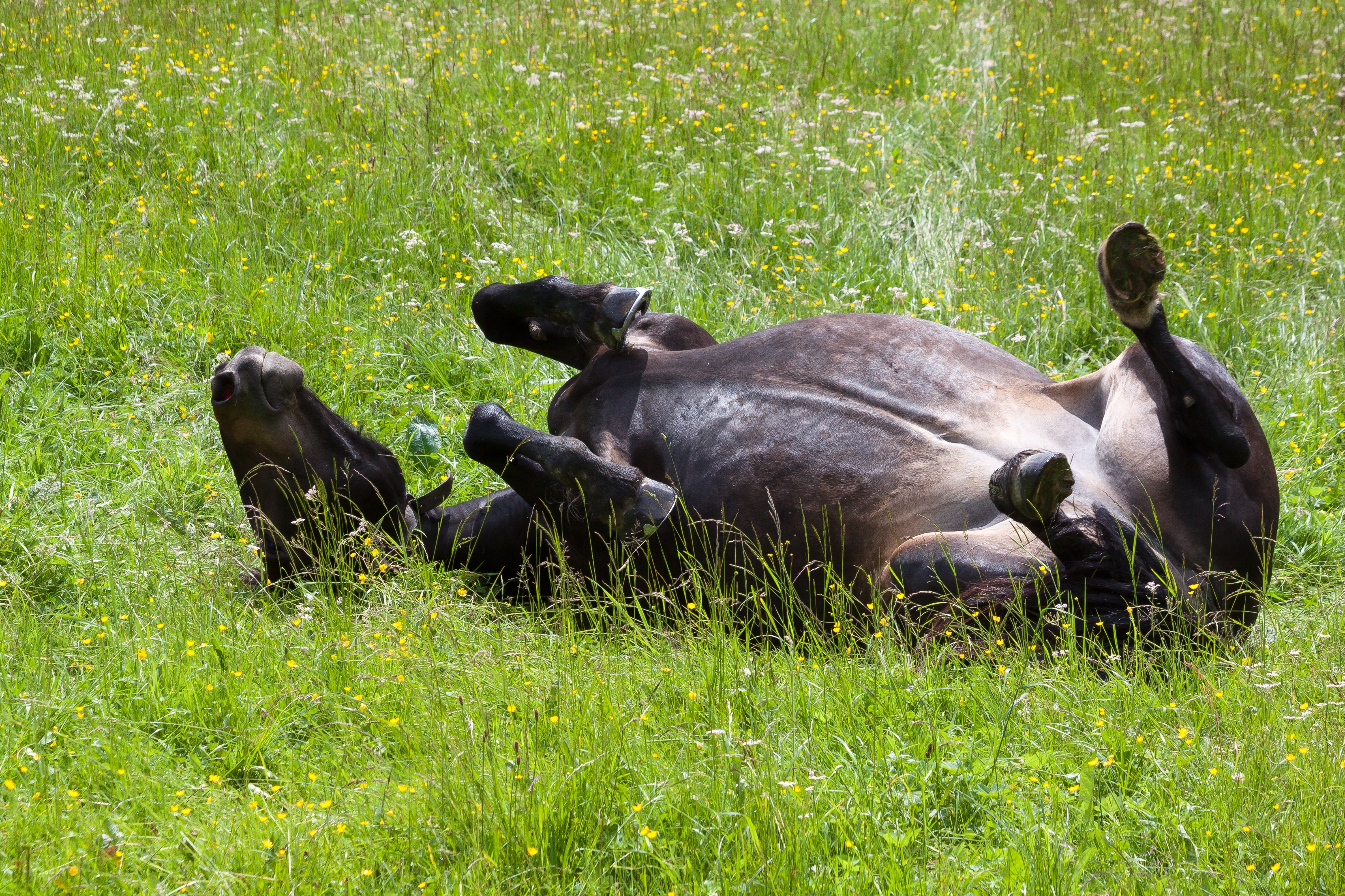 Sign of colic in horses