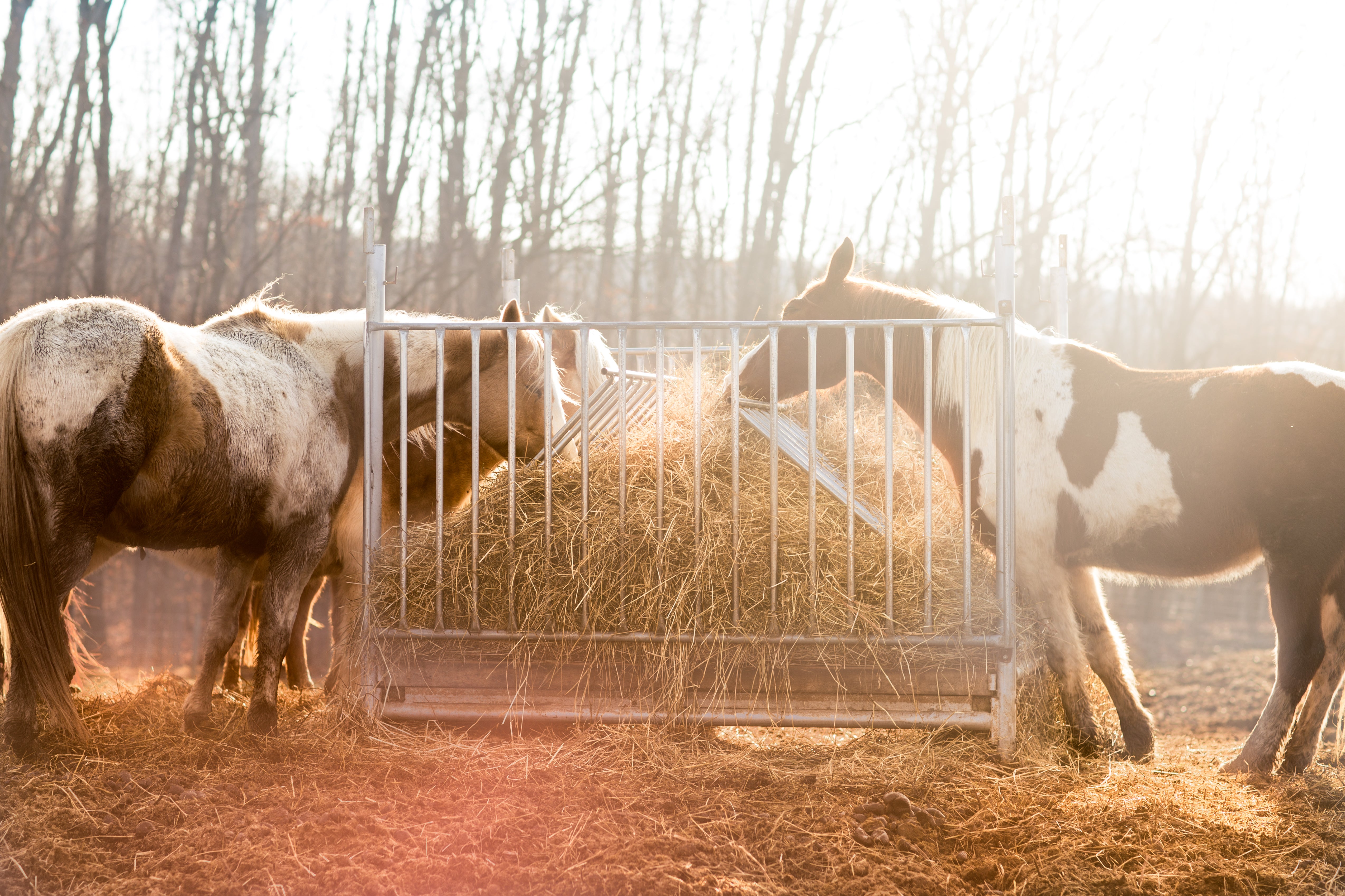 Лошадь сено в день. Сено для лошадей. Лошади на ферме. Сено для коров. Конь ест сено.
