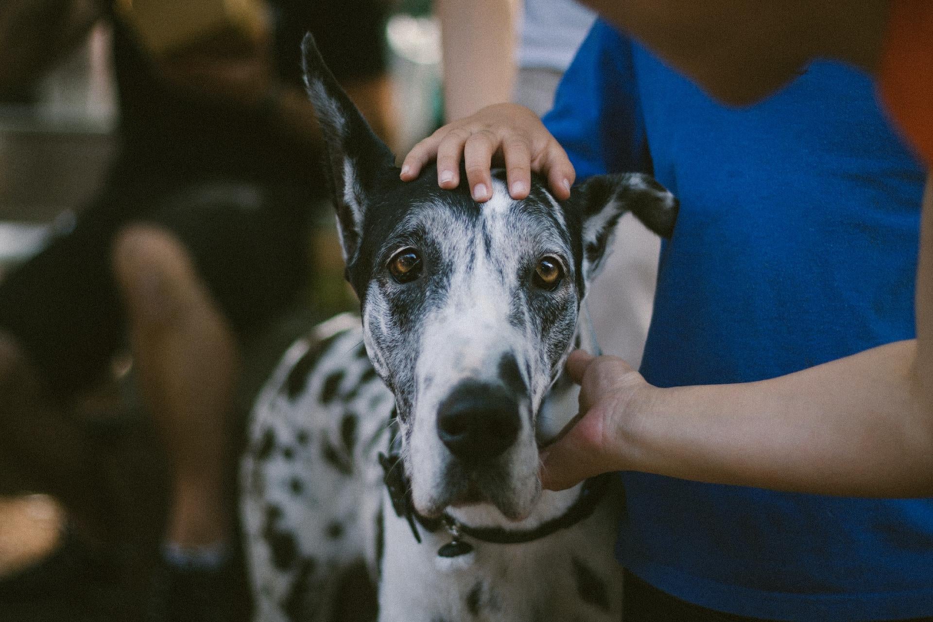 Great Dane