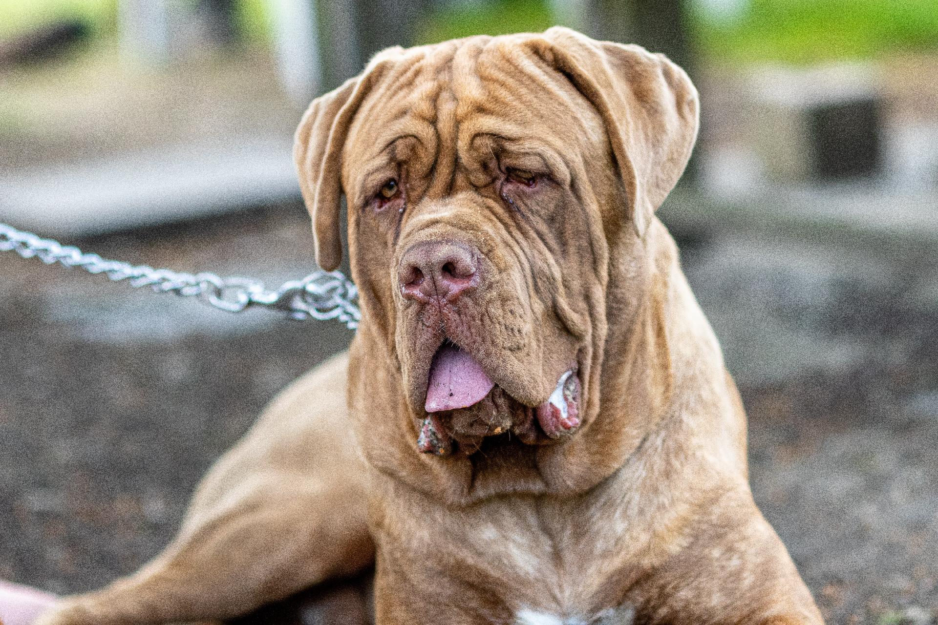 Neapolitan Mastiff