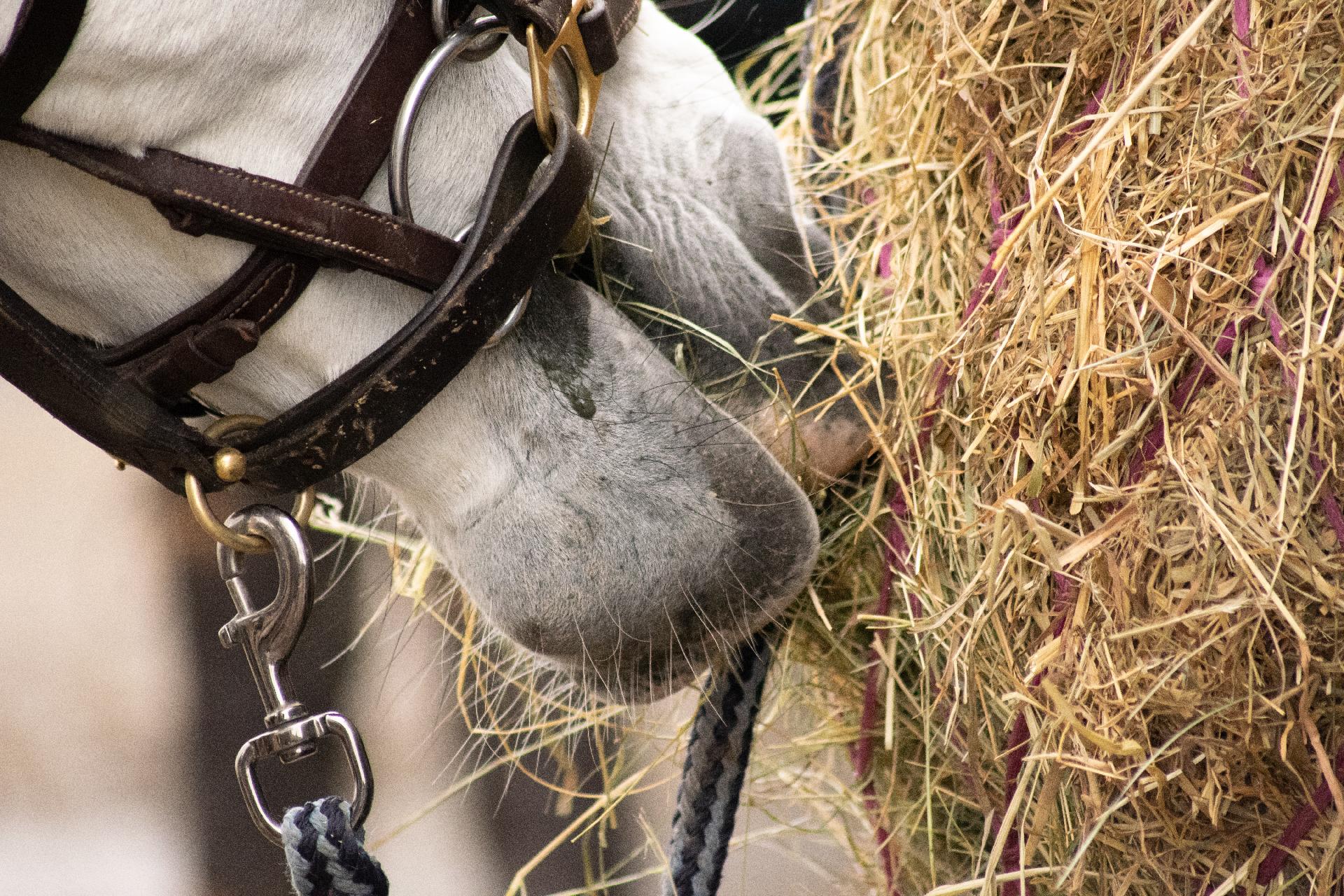 Horse eating hay