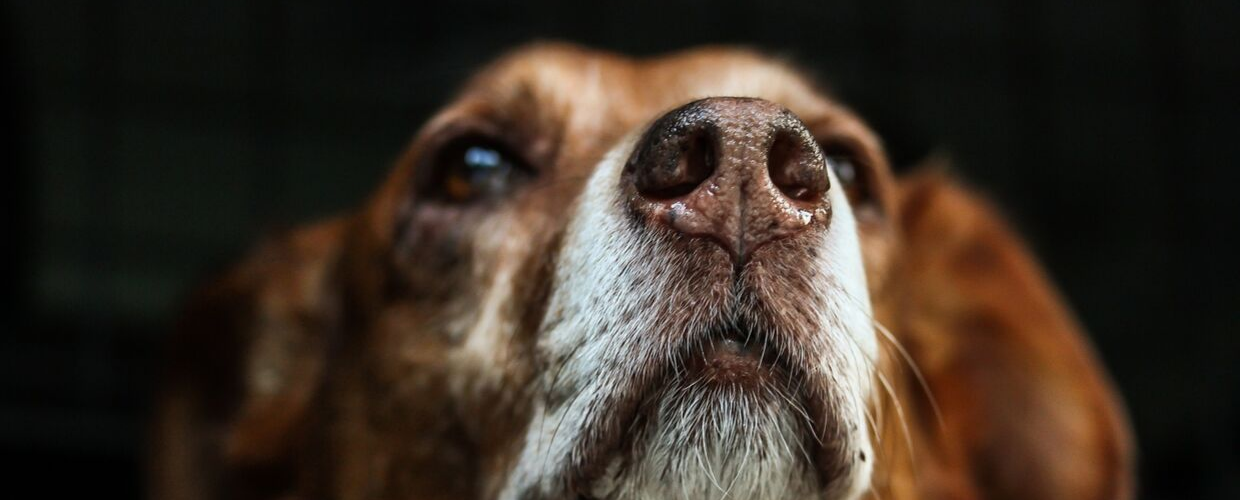 An old dog's senses may start to weaken