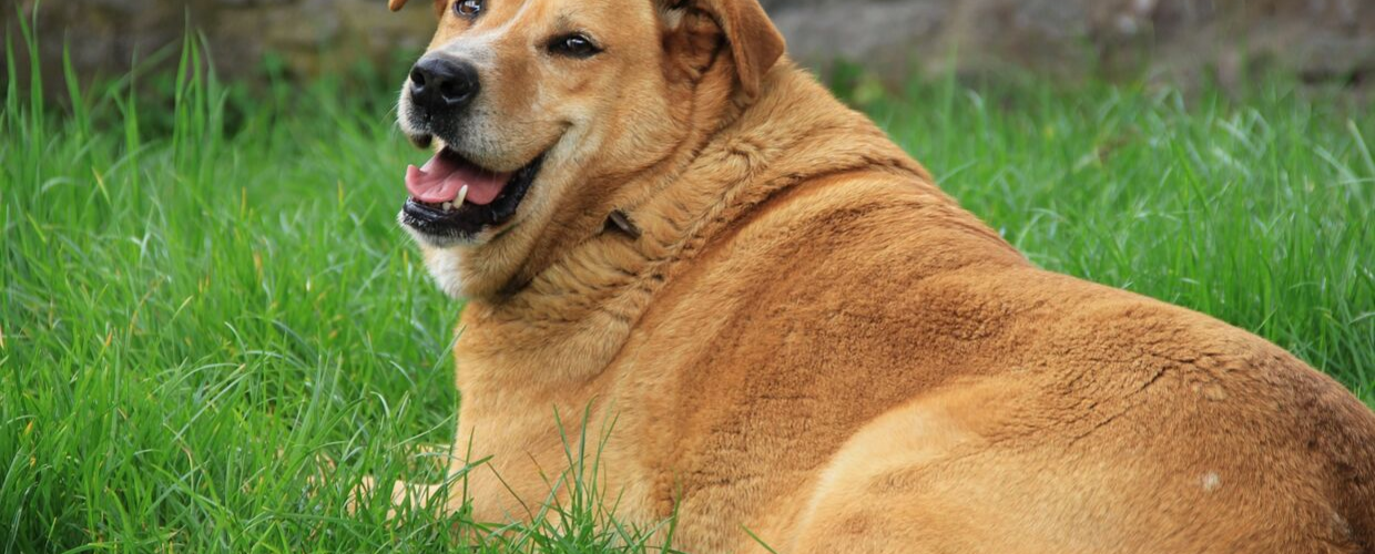 A seemingly overweight dog