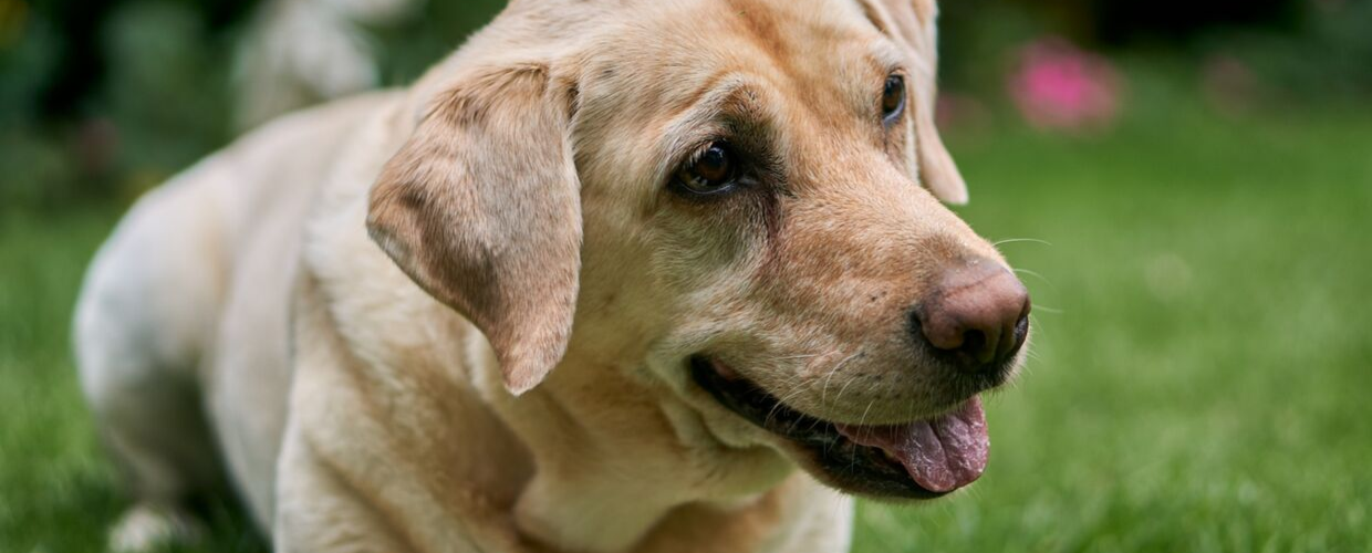 A dog waiting for a treat