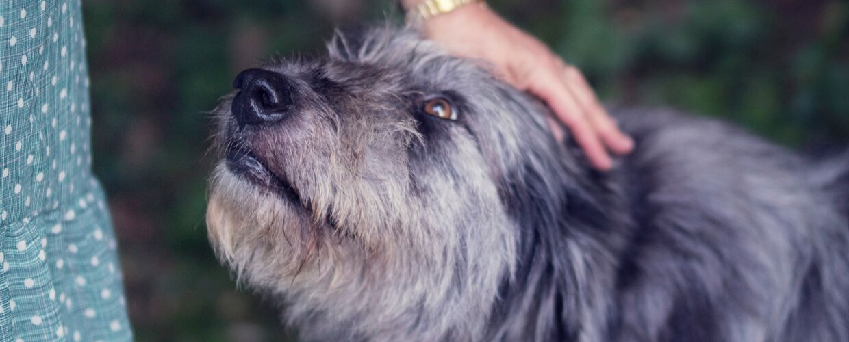 An older dog becomes clingy