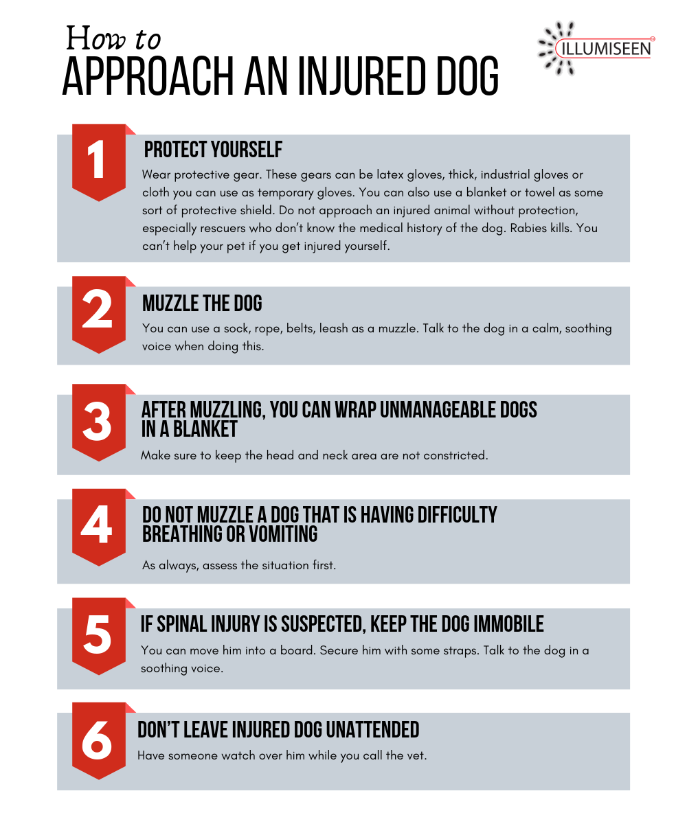 how to approach an injured dog