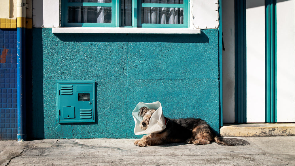 dog outside house