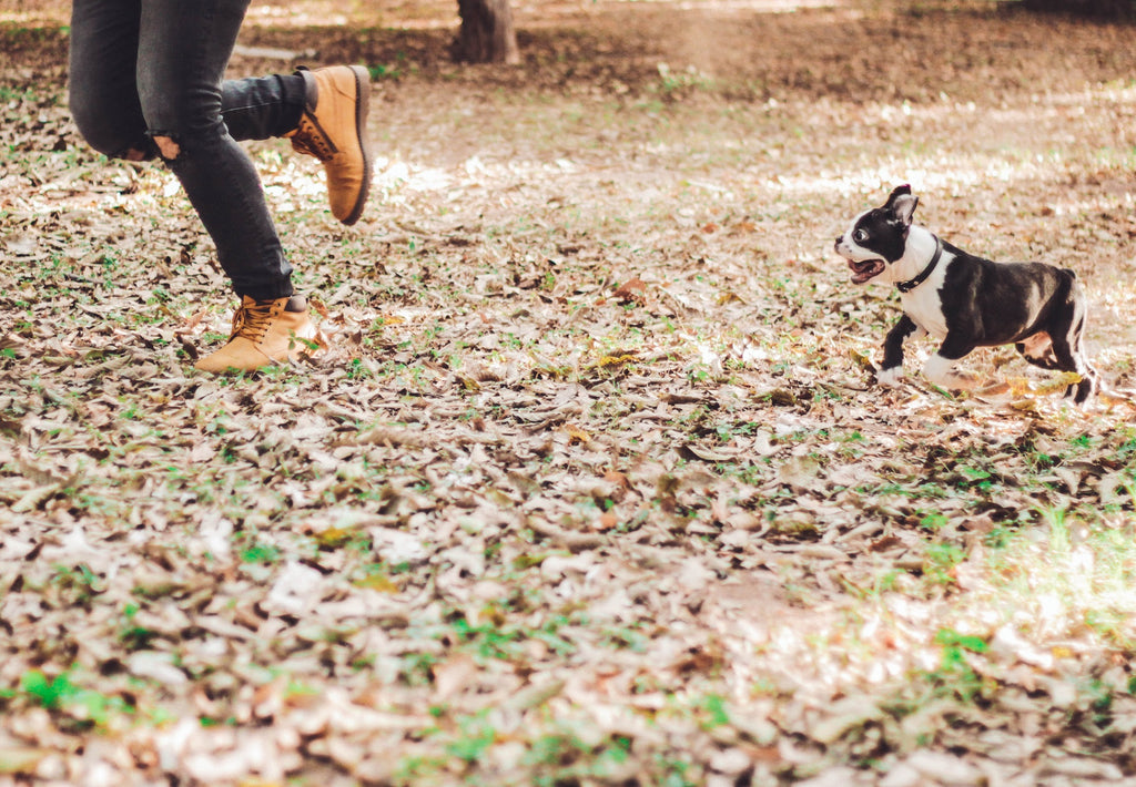 dog and owner playing