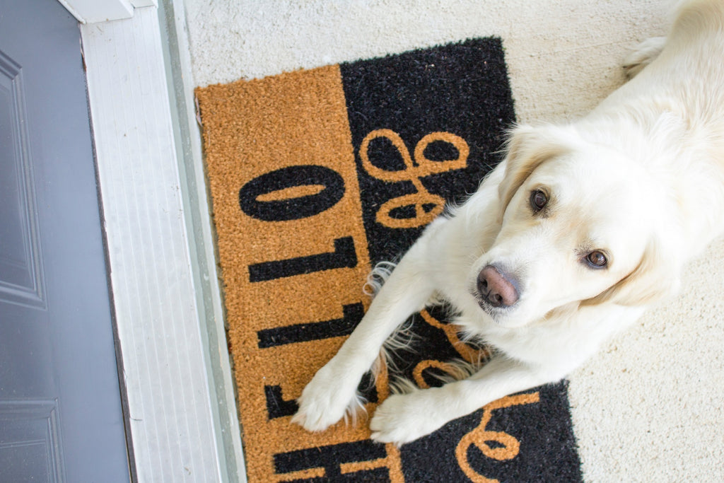 Dog waiting for the front door to be opened