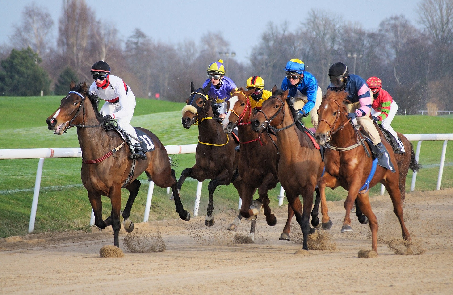 Race Horses