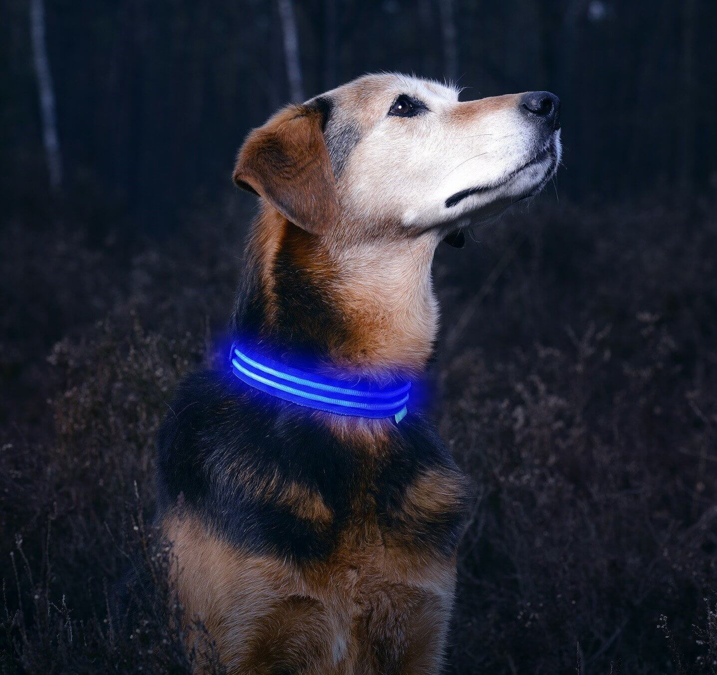 Illuminated dog collar