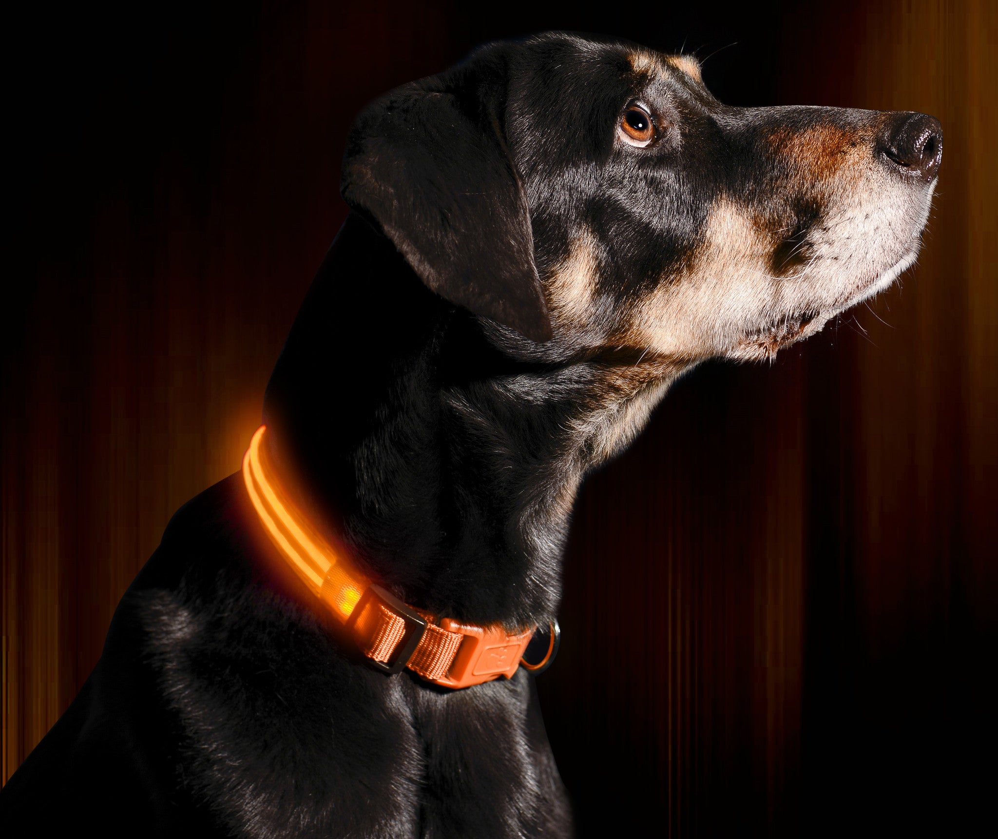 Moreel onderwijs Overredend gereedschap LED Dog Collar (Light Up Dog Collar) - Illumiseen