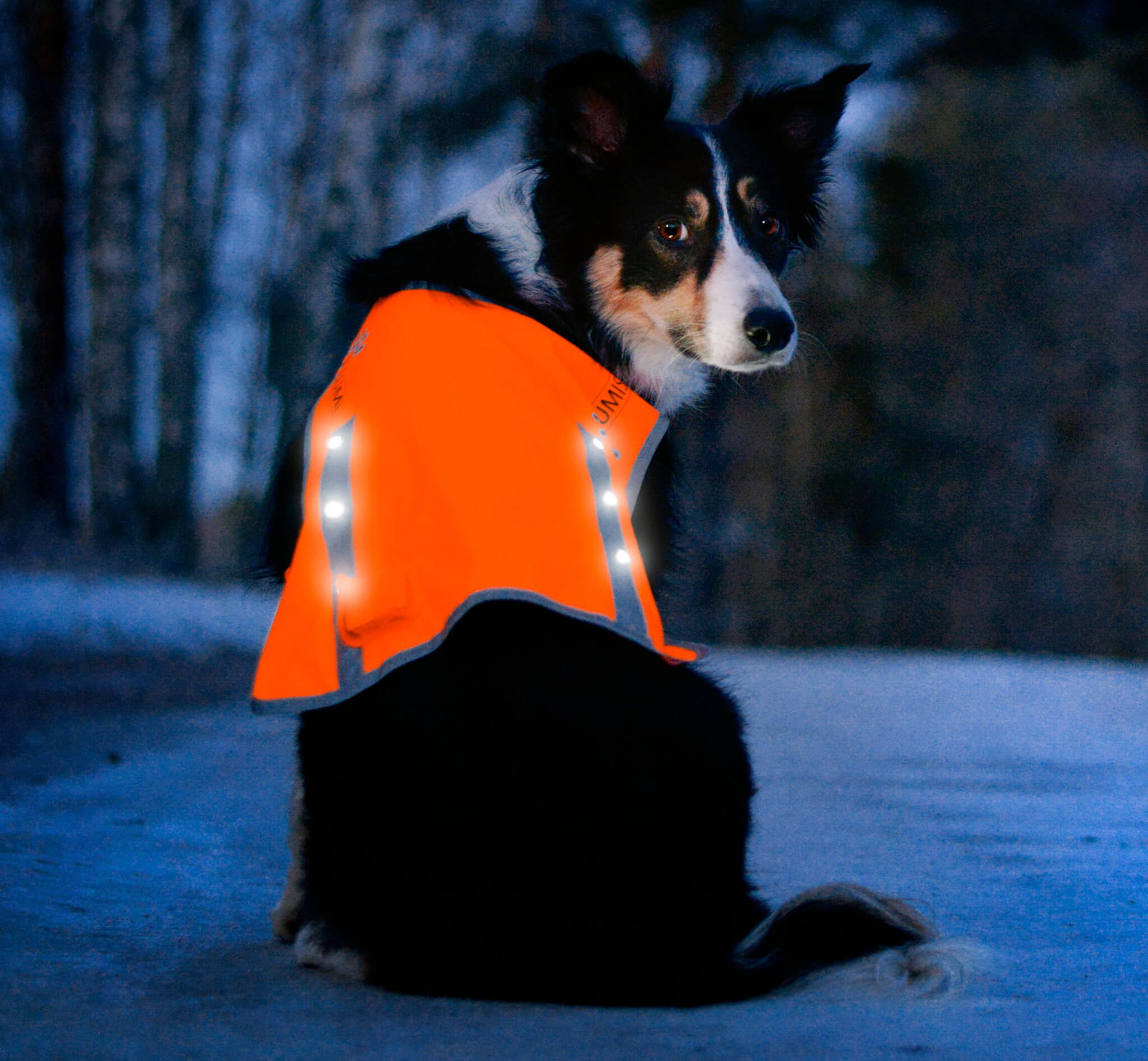 light up dog vest