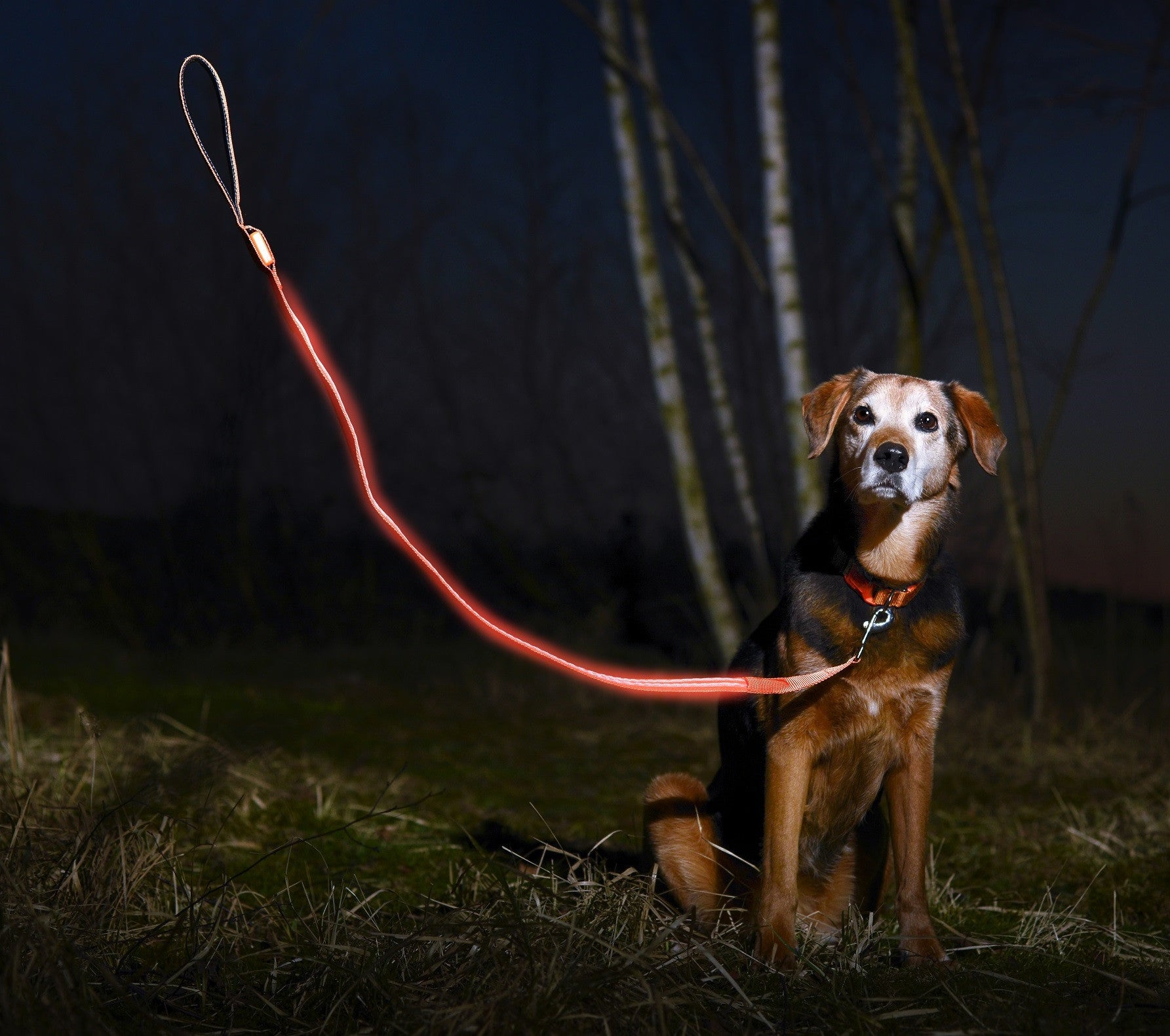 lighted dog leash