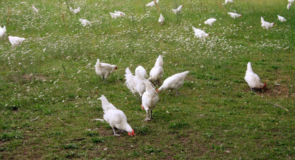 Weidehuhn vom Gut Wardow Brathuhn sind oberlecker