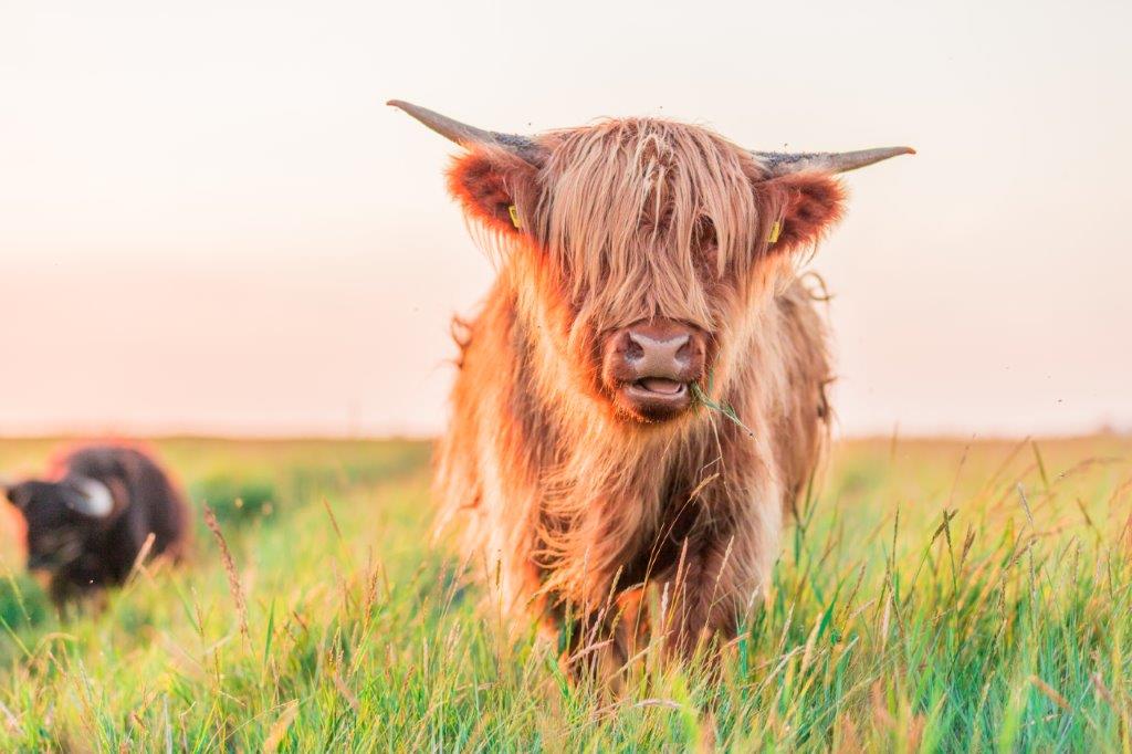 Hochlandrind auf den Weiden liefert top Steaks und Bratrenfleisch