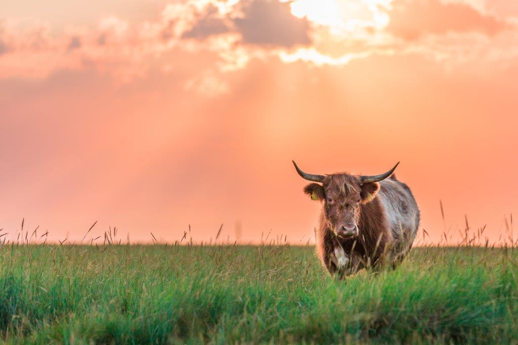 Die Steaks von unseren Fleisch stammt von Rindern aus Freilandhaltung aus Norddeutschland. 