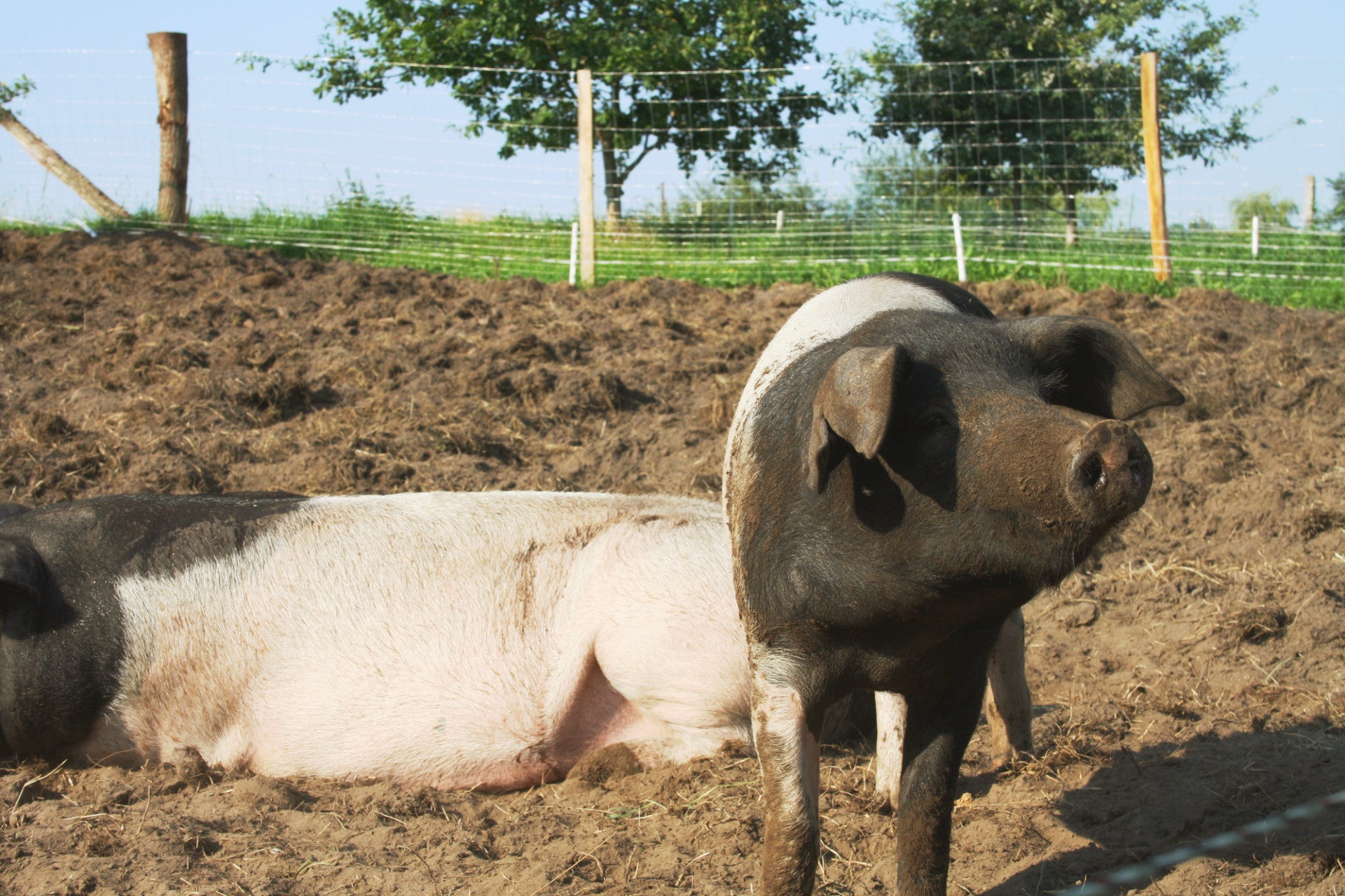 Das Sattelschwein liefert eine hervoragende Fleischqualität