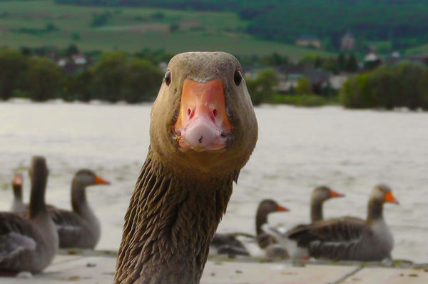 Martins Gans