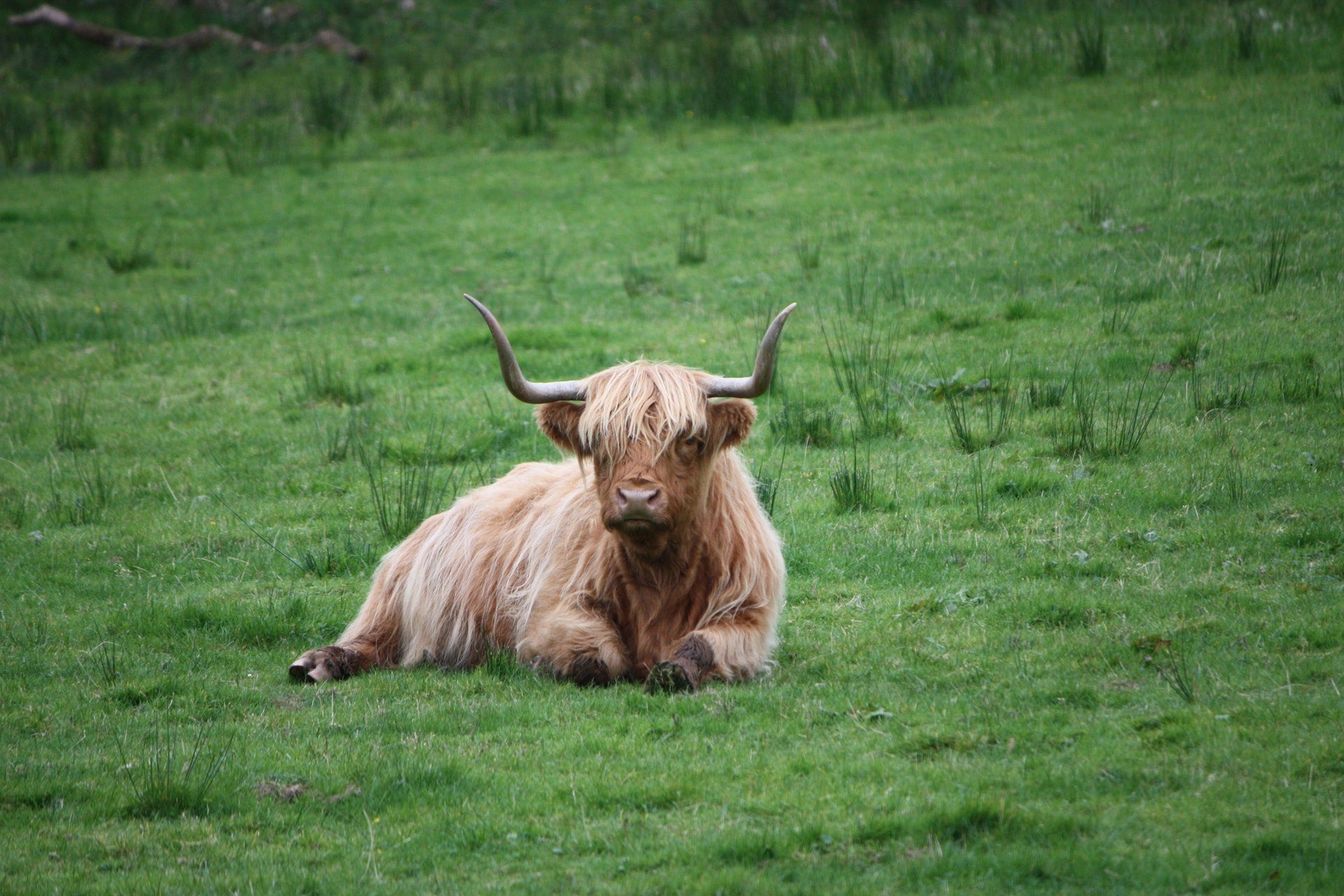 Die Rinder vom Highlanderhof Witte grasen ganzjährig draussen