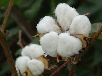 Cotton Plant