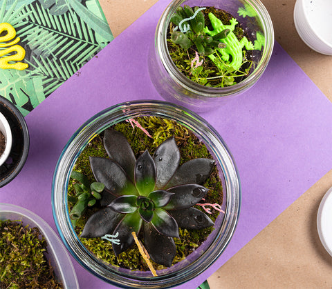 Overhead view of succulent terrariums with echeveria black prince and crassula ovata ET fingers on purple paper background