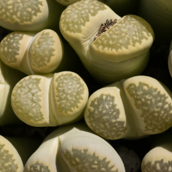 Lithops