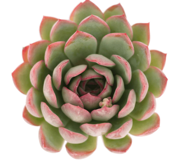 Echeveria Apus