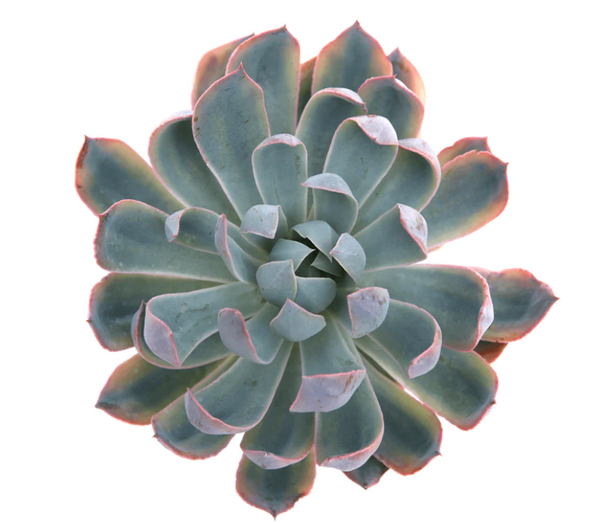 Echeveria Blue Heron