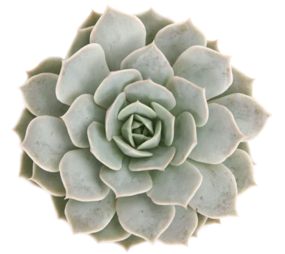 Echeveria Fleur Blanc