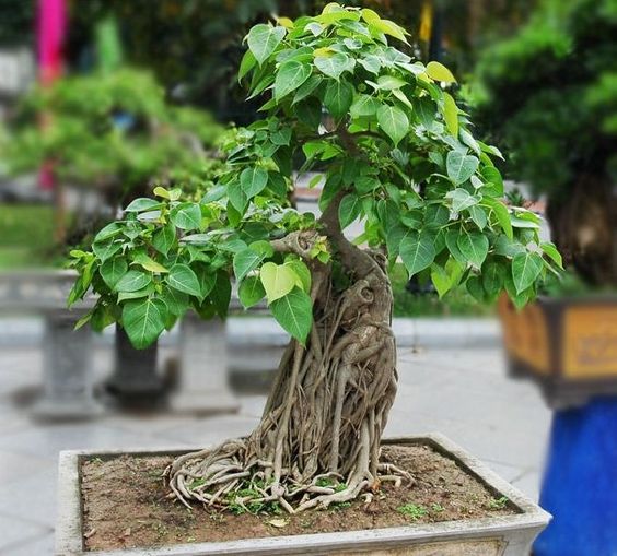 Bonsai Peepal tree