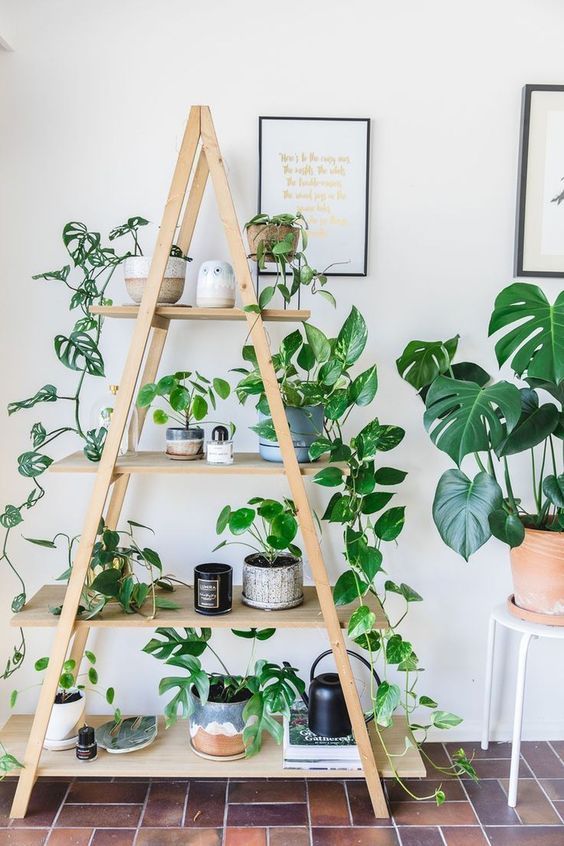 Plant Ladder