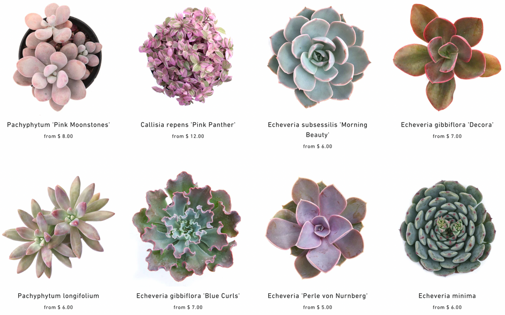 pink succulents