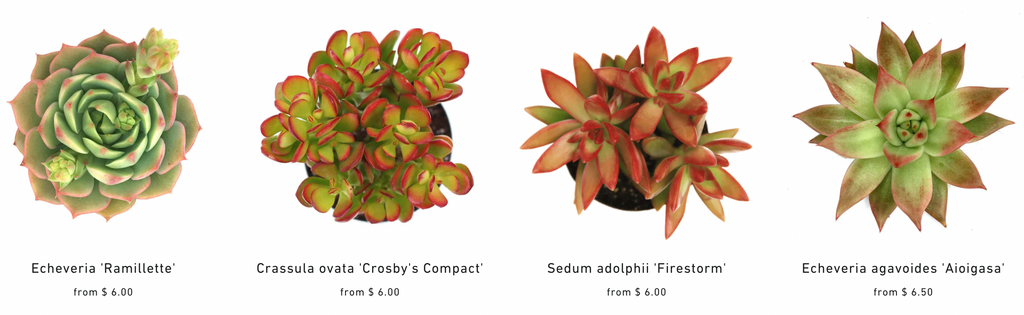 red succulents