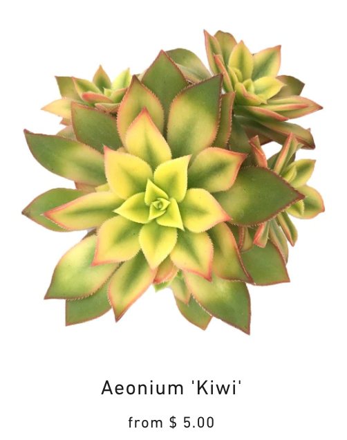 Aeonium Kiwi
