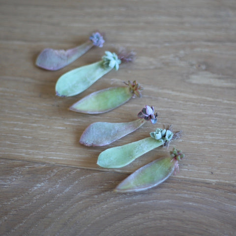 succulent leaf cuttings